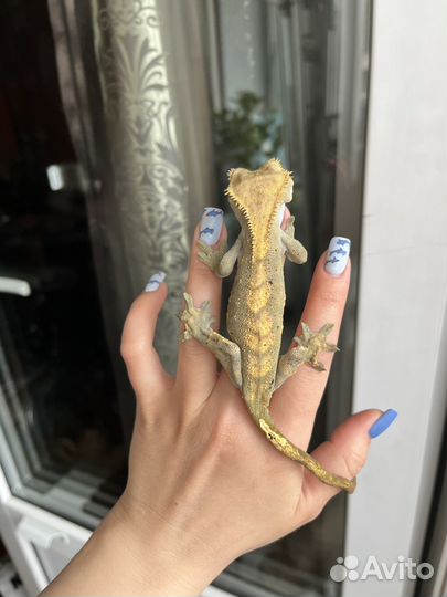 Реснитчатый бананоед геккон с террариумом