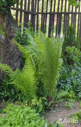 Папортник страусник