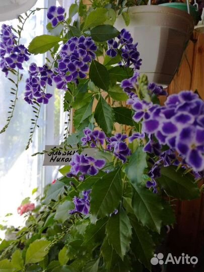 Экзотика. Дуранта Свит Меморис и др