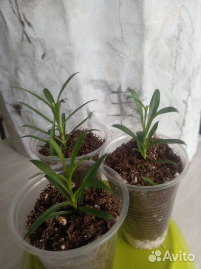 Гвоздика вегетативная