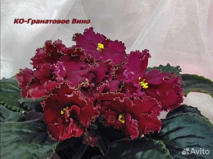 Фиалки сортовые разные,роза садовая