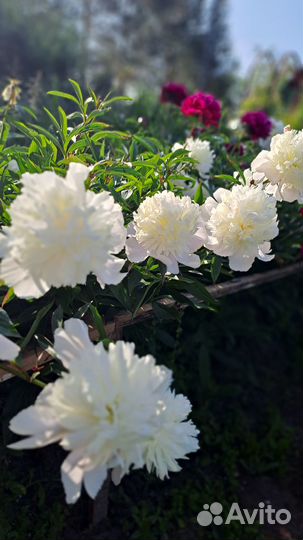 Пионы саженцы корни