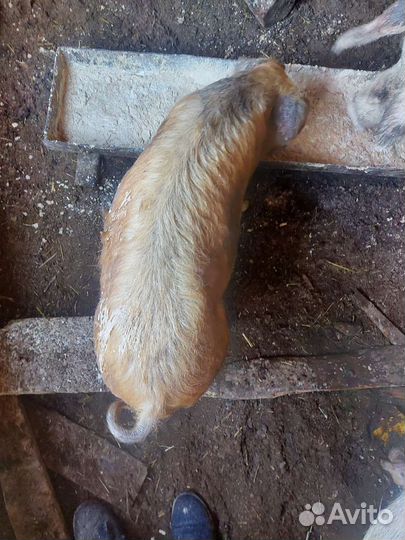 Кабанчик на племя