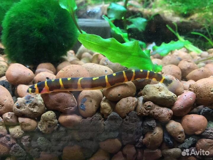 Акантофтальмус