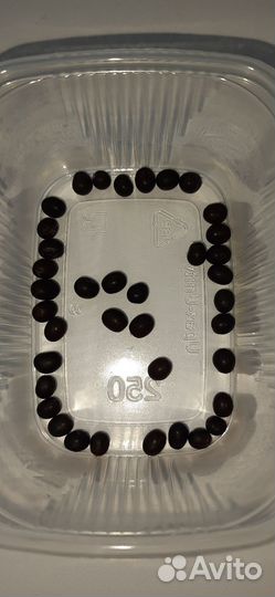 Семена Канны