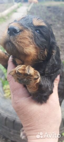 Русский спаниель