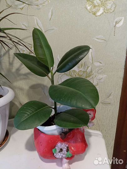 Фикус Мелани(каучуконосный)