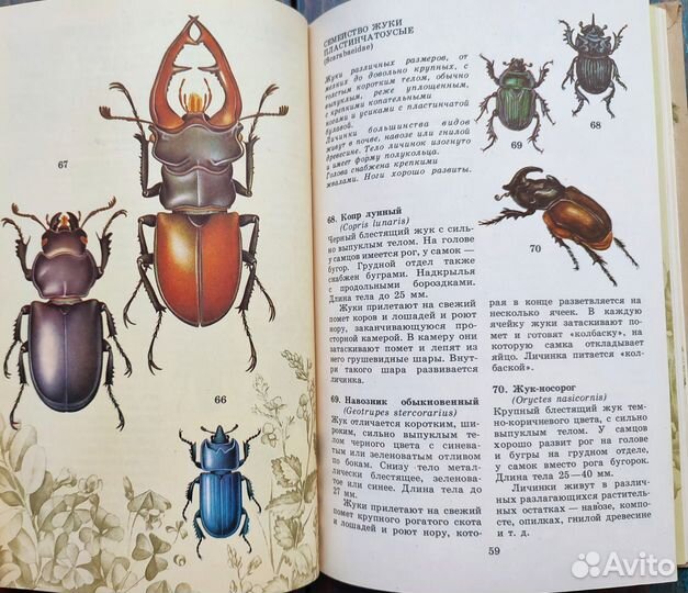 Атлас определитель насекомых