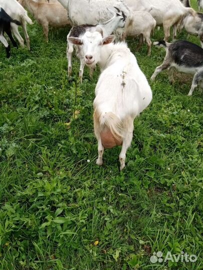 Козы и козляти