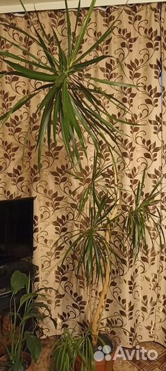 Пальма драцена напольная