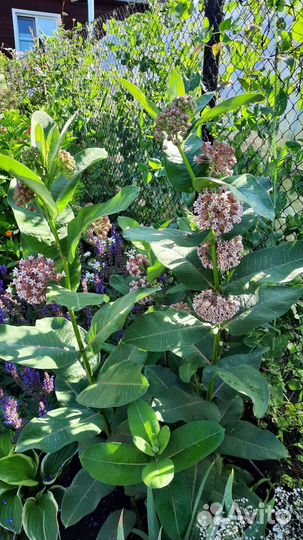 Многолетники садовые