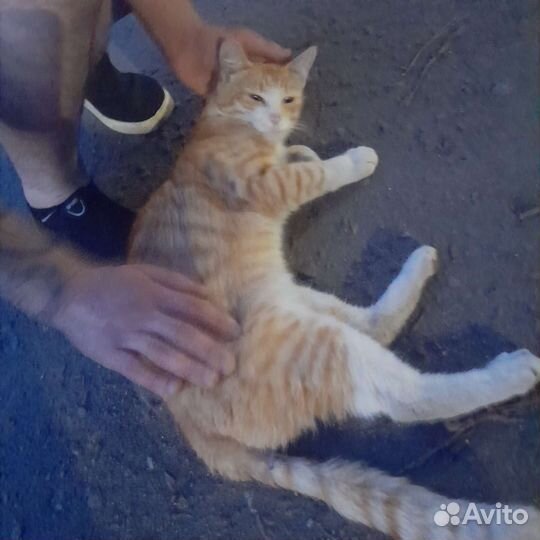 Кот бесплатно