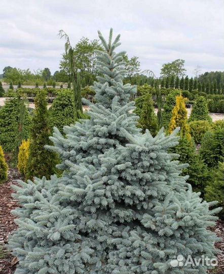 Ель голубая (подробности в описании)