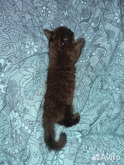 Черный котенок