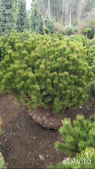 Саженцы сосны из питомника