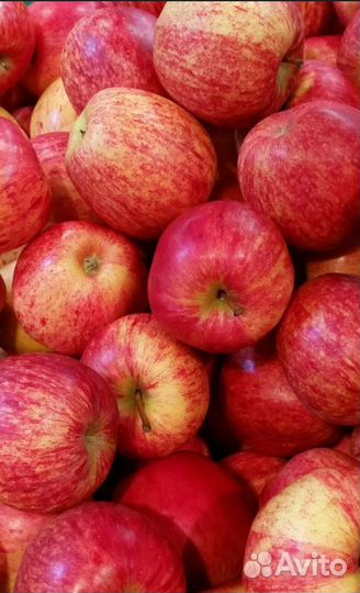 Саженцы яблонь