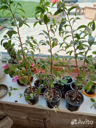 Фикусы розмарин