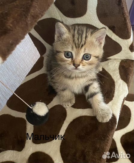 Шотландские котята