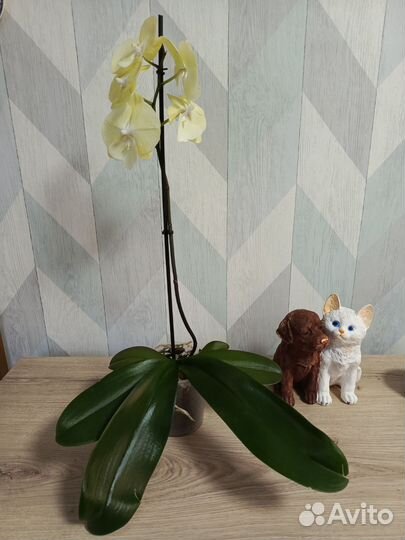 Орхидея биглип Лимончелло
