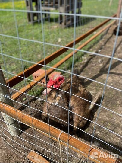 Мускусные утки