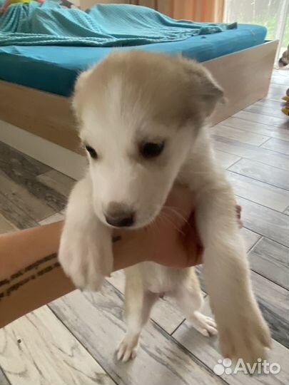 Щенки в дар