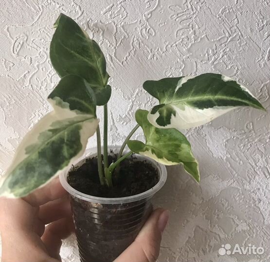 Сингониум #2