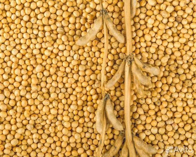 Семена сои Черемшанка