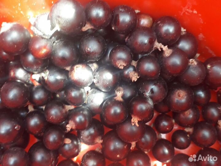 Смородина Вишня войлочная