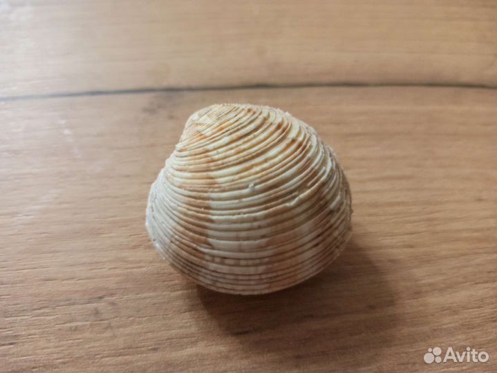 Морская раковина