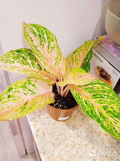 Сортовые аглаонемы