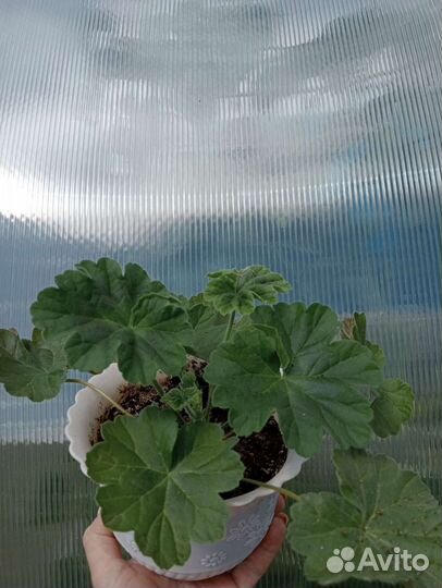 Герань пеларгония сортовая