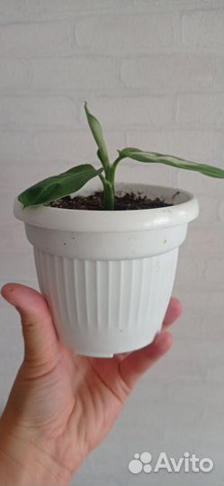 Дифенбахия в горшке 0.4 л