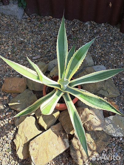 Американская агава