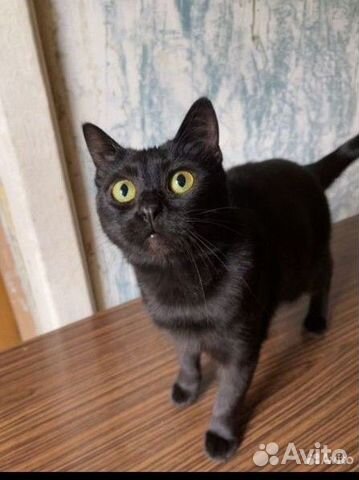 Кошка чёрная с жёлтыми глазами