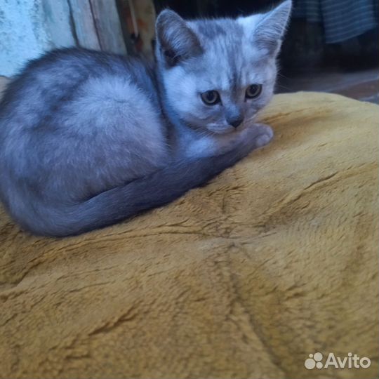 Котята шотландцы