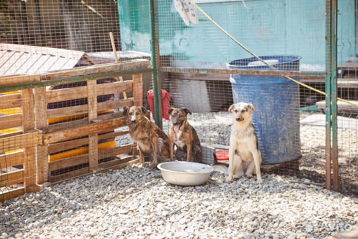 В добрые руки собака Дружка