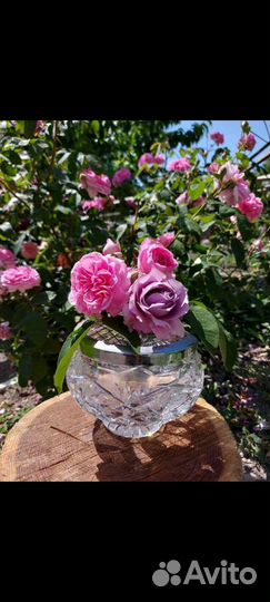 Роузболы английские