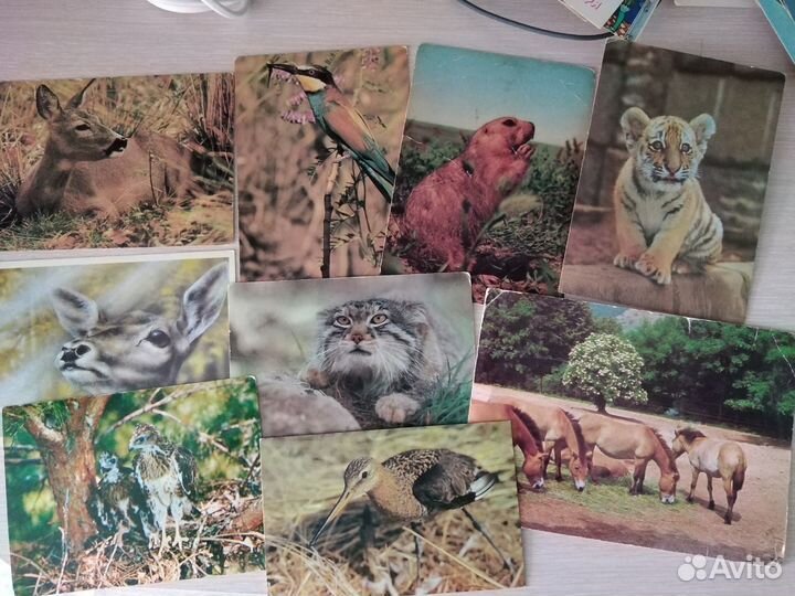 Открытки с животными