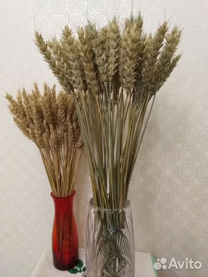 Колосья пшеницы сухоцвет