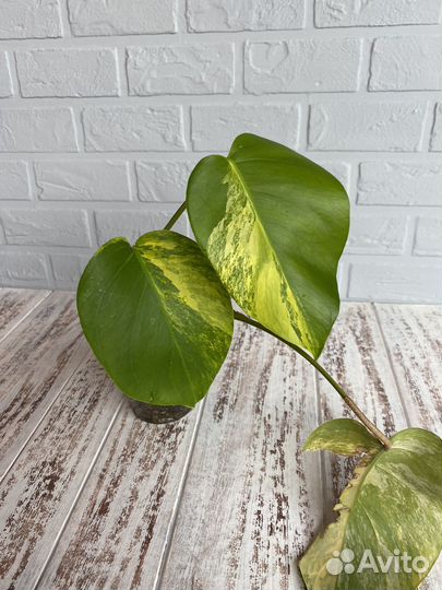 Монстера yellow желтая