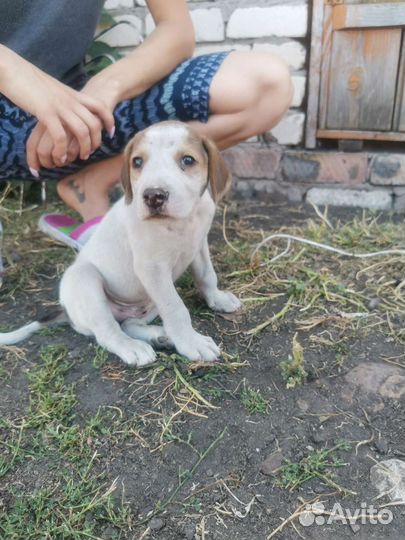 Щенки в добрые руки