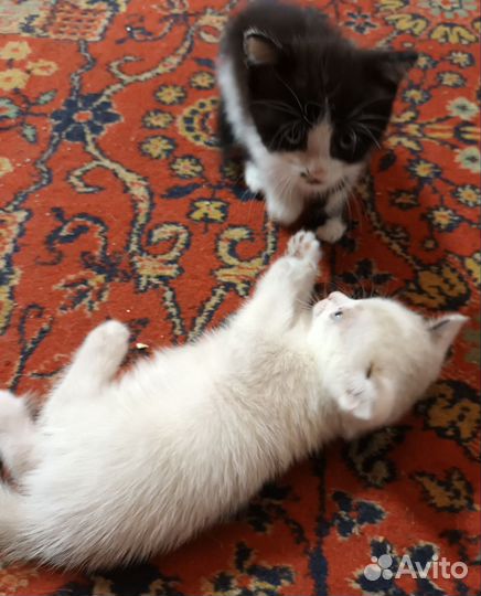 Котята в добрые руки