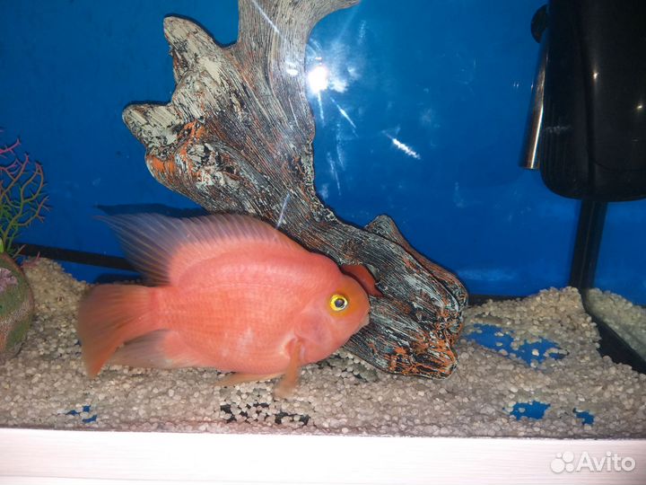 Рыба цихлида попугай