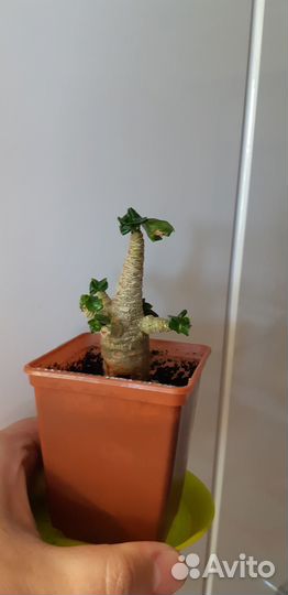 Адениумы барашки