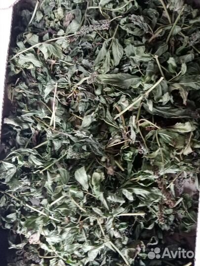 Пальма, Каланхоэ, Полынь, цветы липы, мята