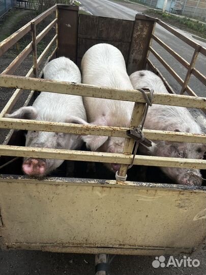 Баранов Коз Свиней Крс