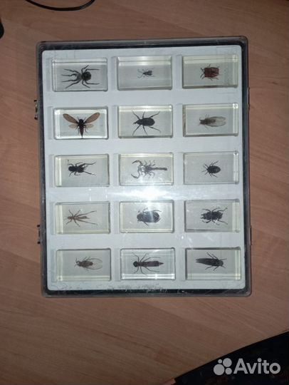 Насекомые в стекле