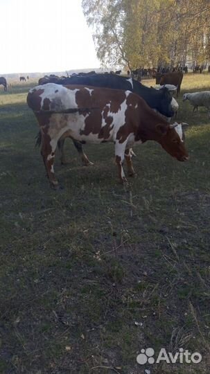 Корова высокоудойная