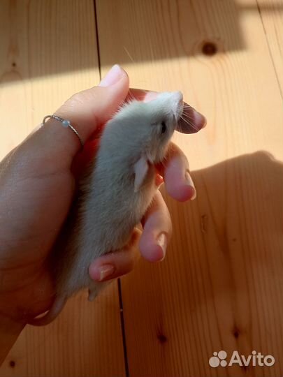 Крыса дамбо