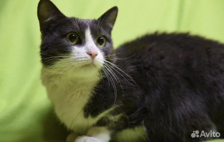 Красавица Мира в поисках дома